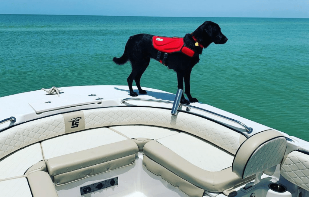 Dog with life vest enjoying on Carolina Skiff boat